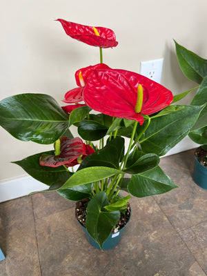 Open image in slideshow, 6&quot; Anthurium
