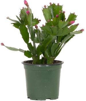 Zygo - Christmas Cactus