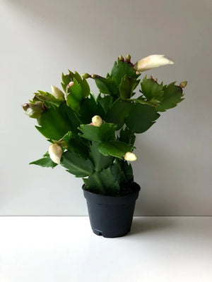 Open image in slideshow, Zygo - Christmas Cactus
