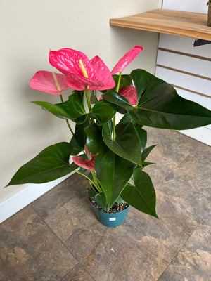 Open image in slideshow, 6&quot; Anthurium
